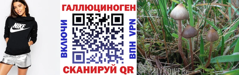 Псилоцибиновые грибы MAGIC MUSHROOMS  продажа наркотиков  Кызыл 