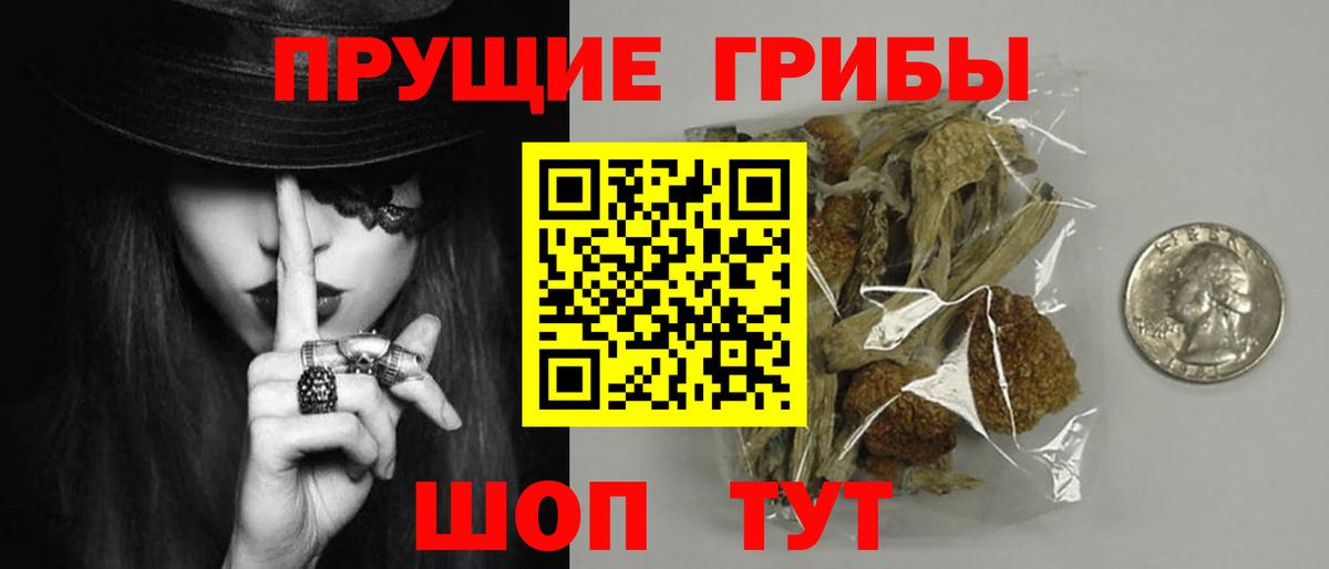 Псилоцибиновые грибы Psilocybe Кызыл